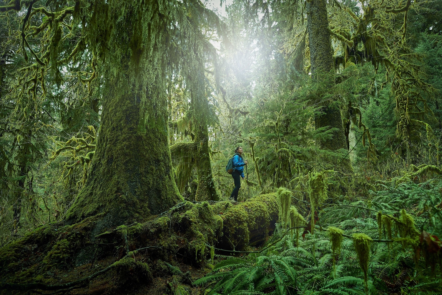 Woman with a backpack and trekking poles stands on a moss-covered log in an old-growth forest, looking upward.