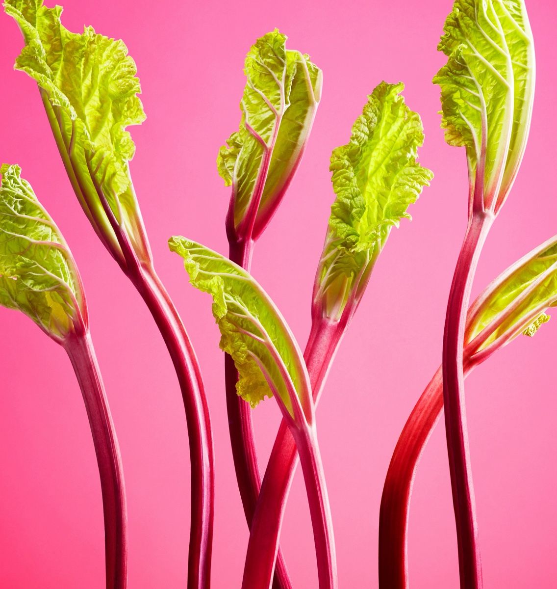 Rhubarb stalks with green leaves standing against a bright pink background.