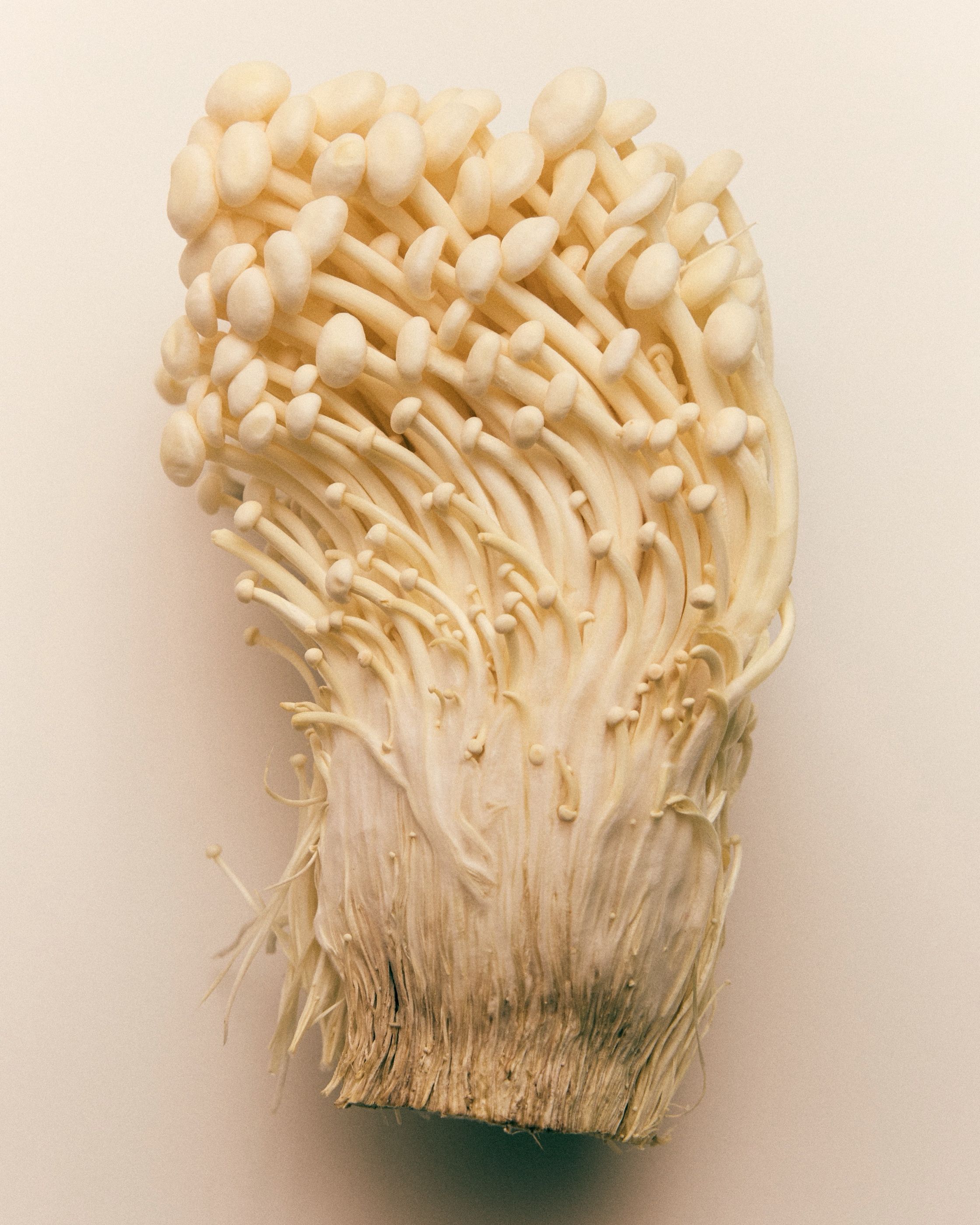 A bundle of enoki mushrooms with roots still attached, on a light background.