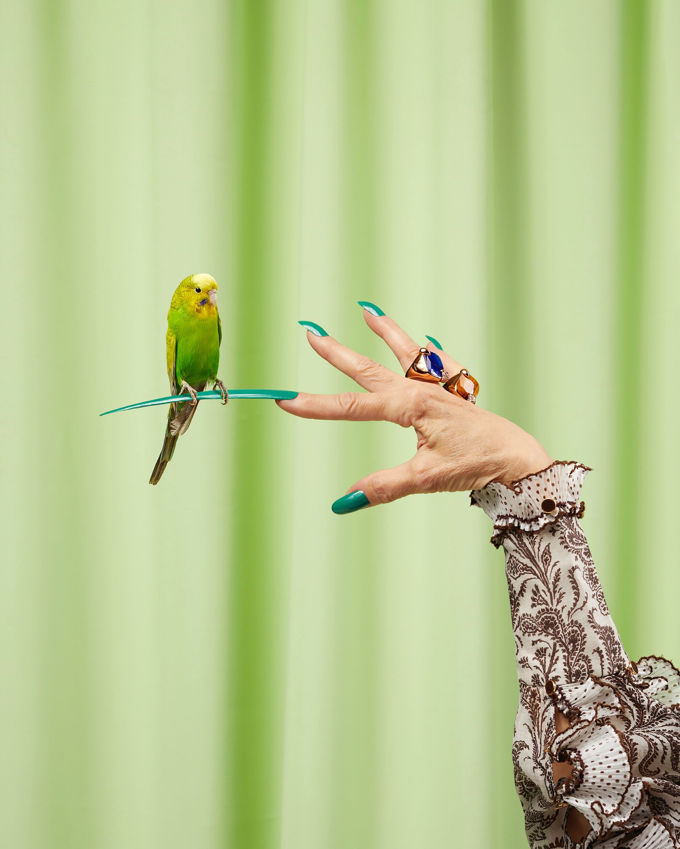 Green budgerigar perches on a long teal fingernail of an outstretched hand wearing two large rings.