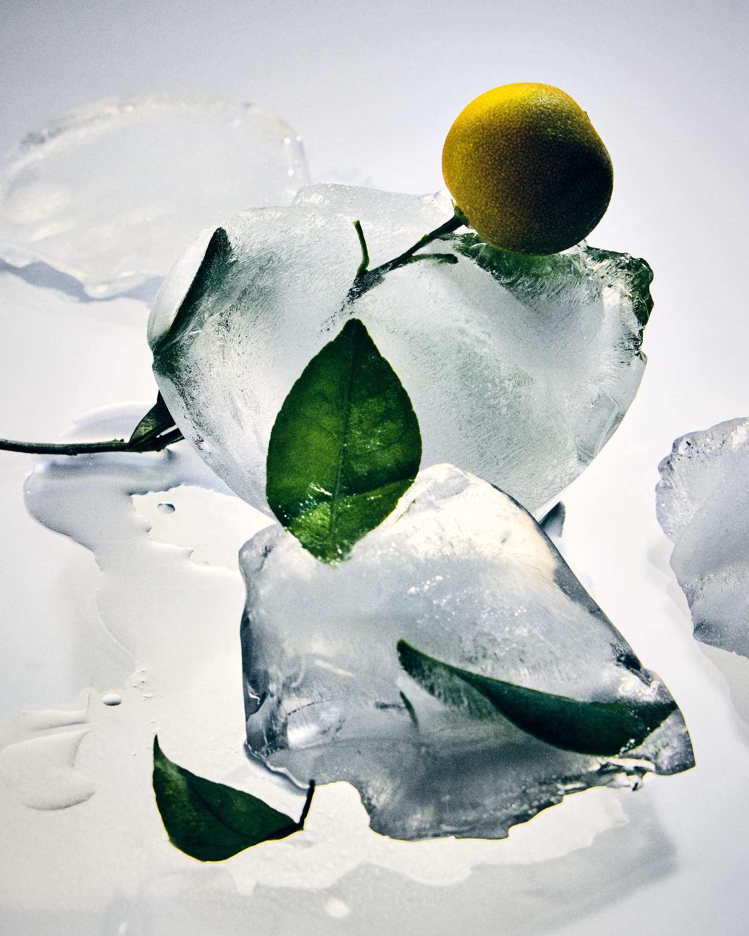 Close-up of a yellow citrus fruit with green leaves resting on large, melting ice cubes against a bright white background, with water pooling across the surface.